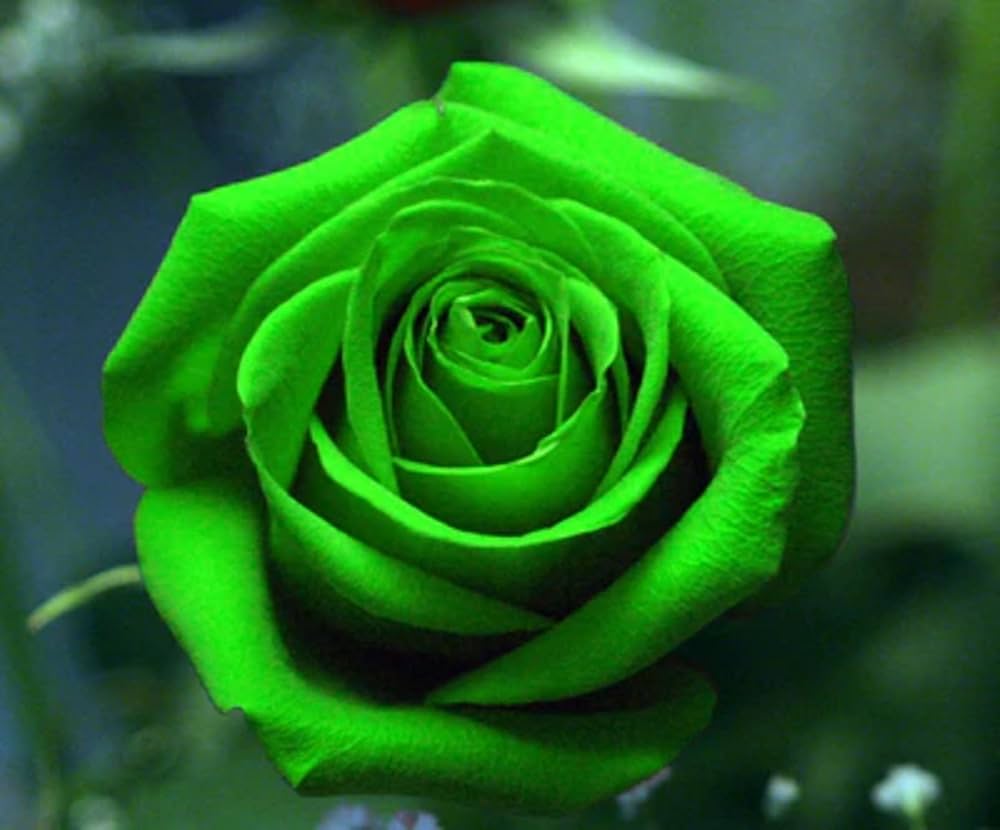 Green Roses Seeds for Planting flower bed garden