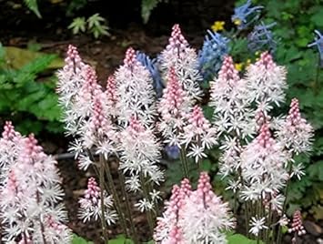 Pink White Tiarella Seeds for Planting, NON GMO Seeds