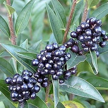 Green Privet - Heirloom, Non - Gmo Seeds