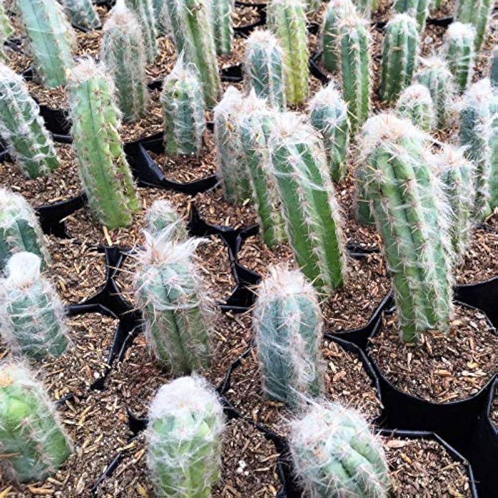 Organic Blue Pilosocereus Plant Seeds for Planting – Heirloom, Non-GMO
