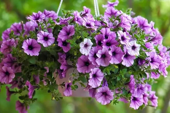 Petunia Double Madness Burgundy Flower Seeds for Planting - Heirloom, NON-GMO, Easy to Grow Dhara Seeds
