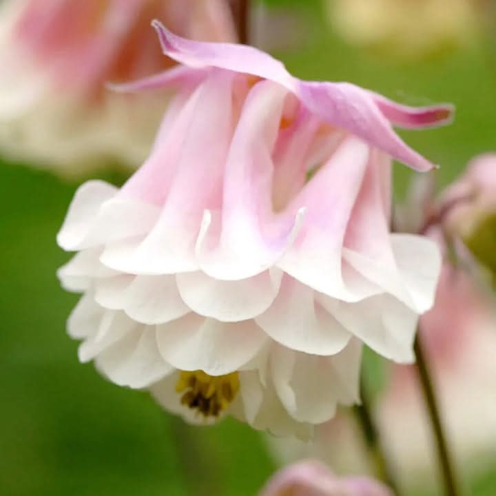 Aquilegia Columbine Ranunculaceae Flowering Seeds for Planting – Colorful Perennial Garden Blooms