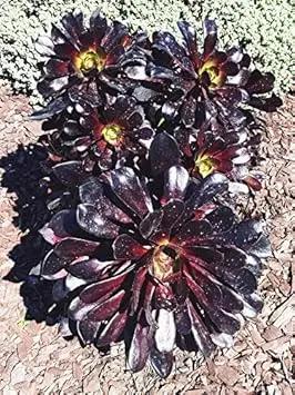 Black Atropureum Flower Seeds for Planting - NON GMO Seeds Dhara Seeds