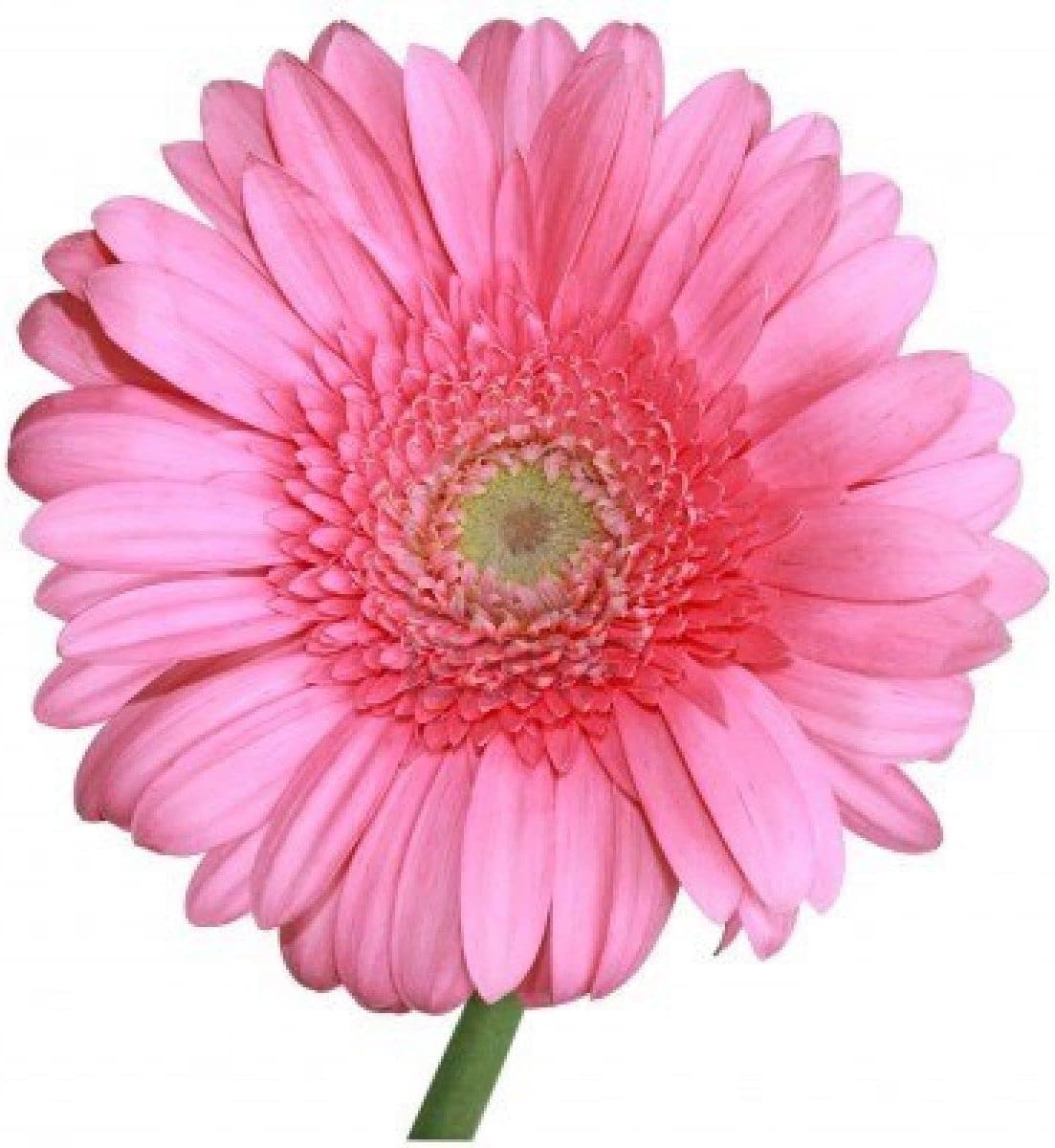 Daisy Flower - Heirloom, Non - Gmo Seeds
