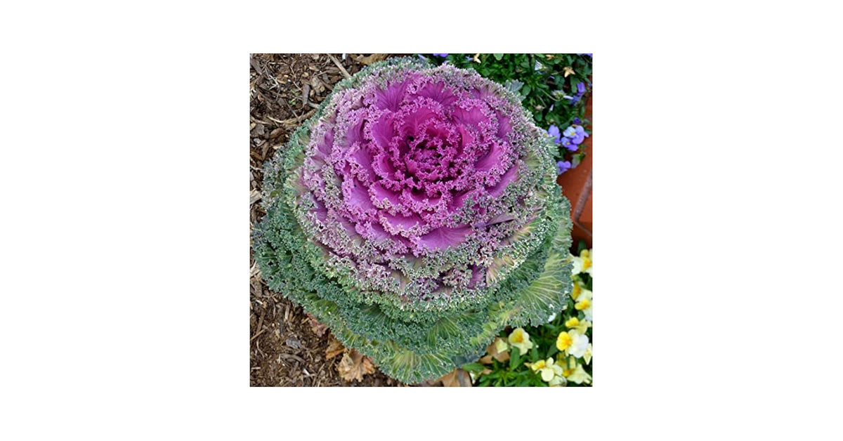 Flowering Cabbage Coral Queen Seeds for Planting Home Garden Pots
