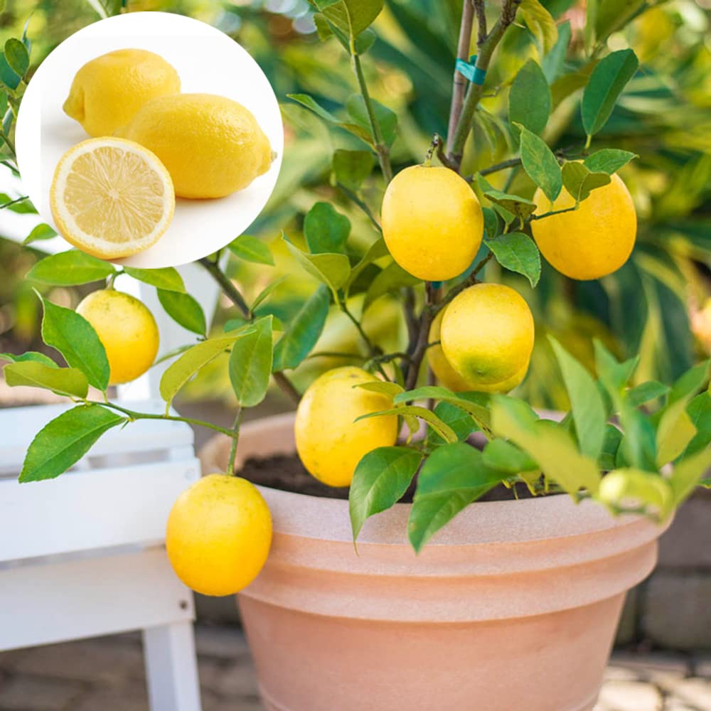 Lemon Citrus Limon Dwarf Tree Seeds for Planting – Perfect for Indoor Pots and Kitchen Garden Use