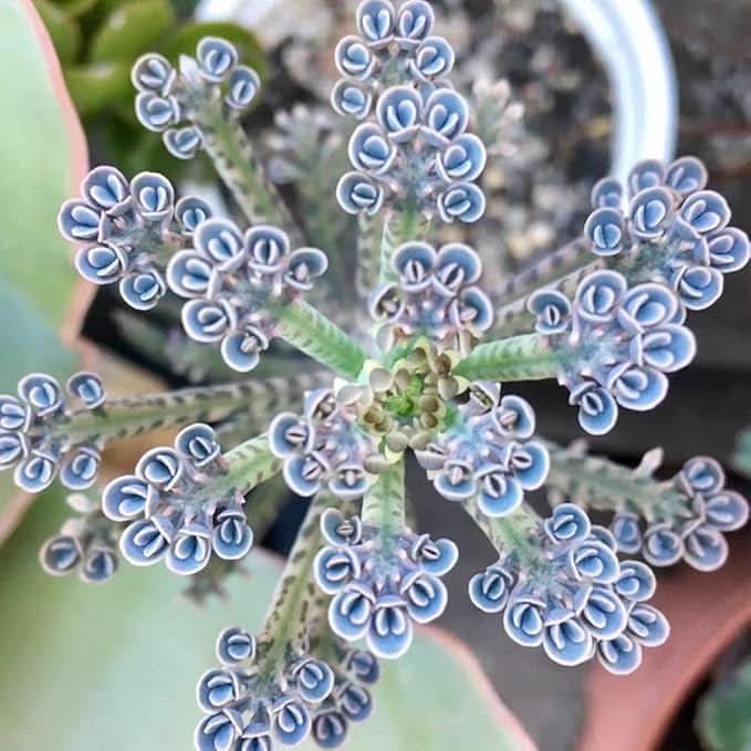 Magic Mixed Kalanchoe Longevity Flower Plant Seeds