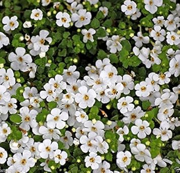 White Waterhyssop Flower Seeds for Planting - 100