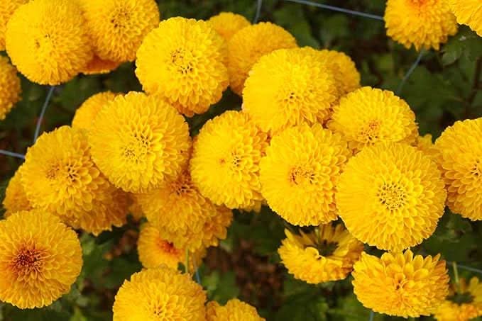 Crackerjack Mix Marigold Seeds African Tagetes Flower Seeds