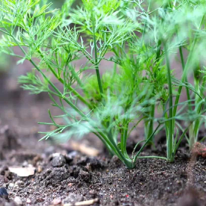 SEEDRA Dill Seeds for Indoor and Outdoor Planting Seeds GMO Seeds – Heirloom, Non-GMO, High Germination Organic Garden Seeds