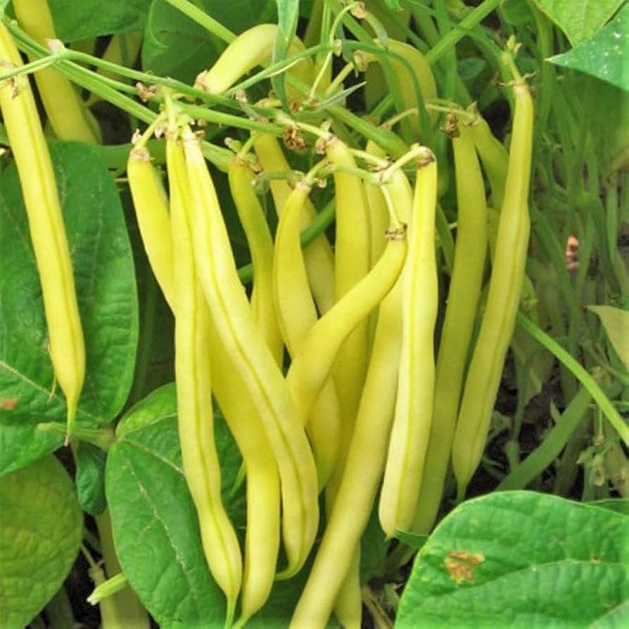 Golden Wax Bush Bean seeds for vibrant vegetable gardens