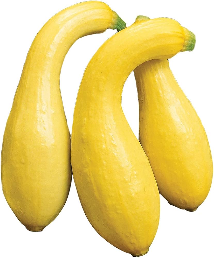 Early Summer Crookneck Summer Squash Seeds for Creamy, Yellow Harvests