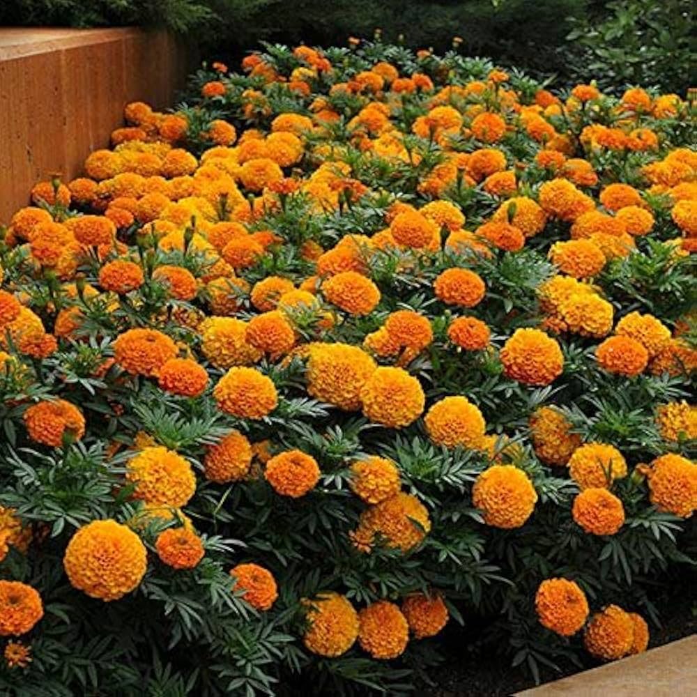Finch Marigold Double Bloom Seeds for Garden and Container Planting