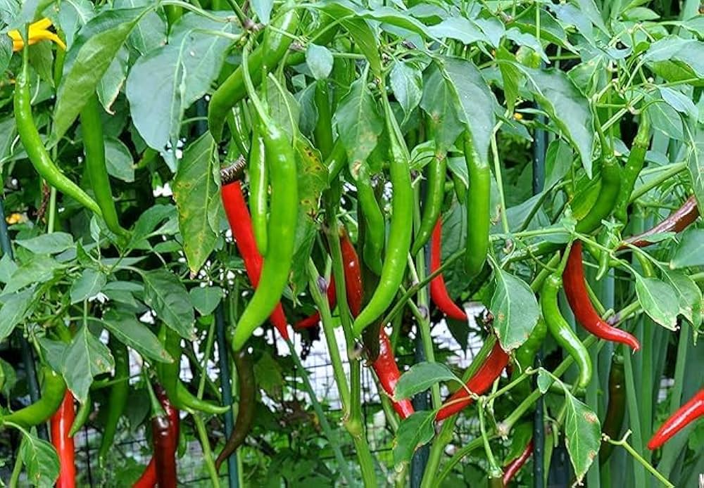 Organic Chili Pepper Seeds Capsicum annuum for Planting in Vegetable Patch