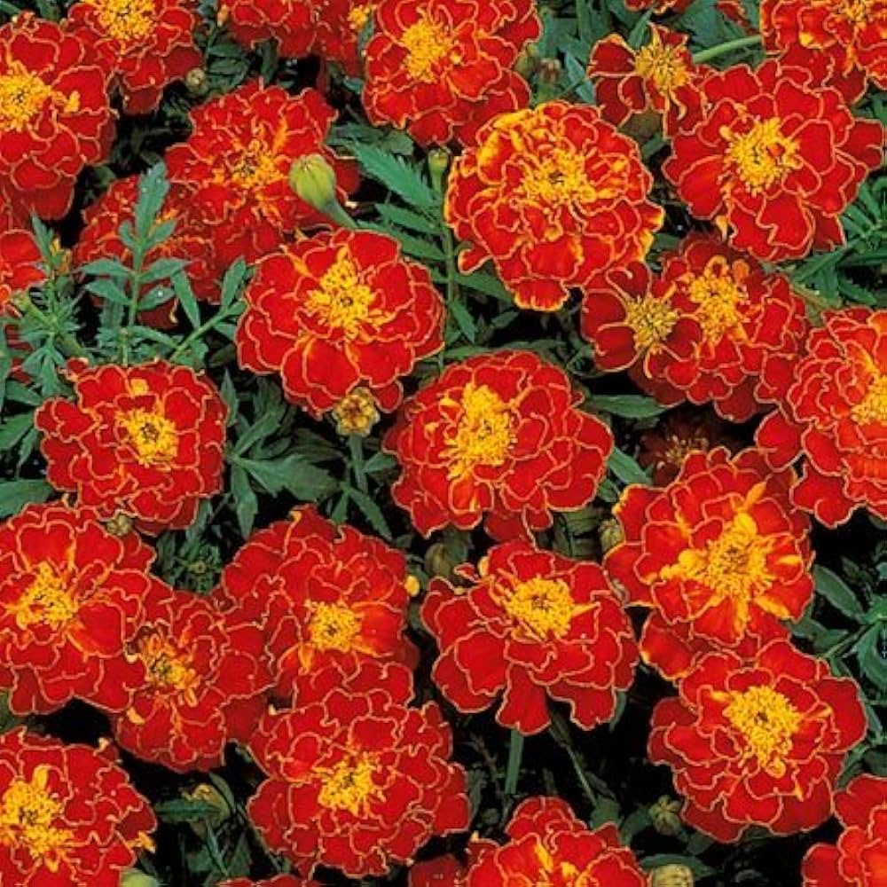 French Marigold Bolero Red Flower Seeds for Home Garden
