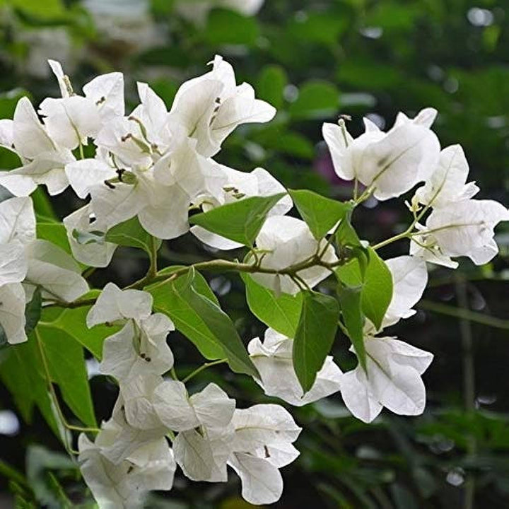 White Bougainvillea Kousa Flower Seeds – Heirloom, Non-GMO Flower Seeds for Planting
