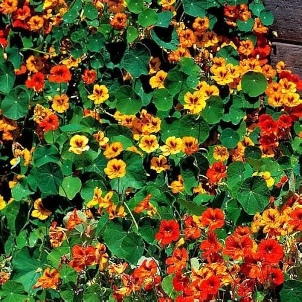 Nasturtium Tall Rollier Tropaeolum majus Seeds for Planting flower bed cottage garden