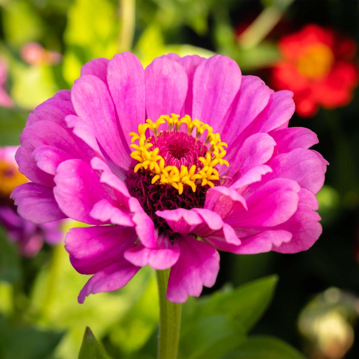 Zinnia Elegans Dreams of Flowers Plant Seeds