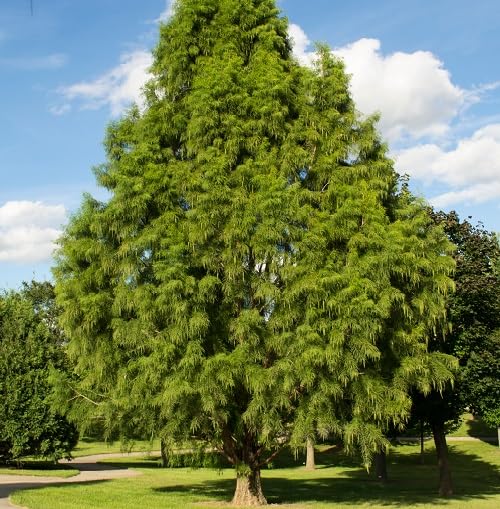 Green Cypress Tree - Heirloom, Non - Gmo Seeds