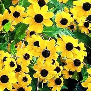 Yellow Rudbeckia Triloba Flower Seeds for Planting 100 seeds for planting in home garden