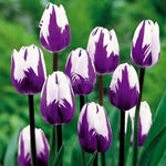 White Purple Flower Seeds for Planting – Heirloom, Non-GMO, Vibrant Garden Blooms for planting in home garden