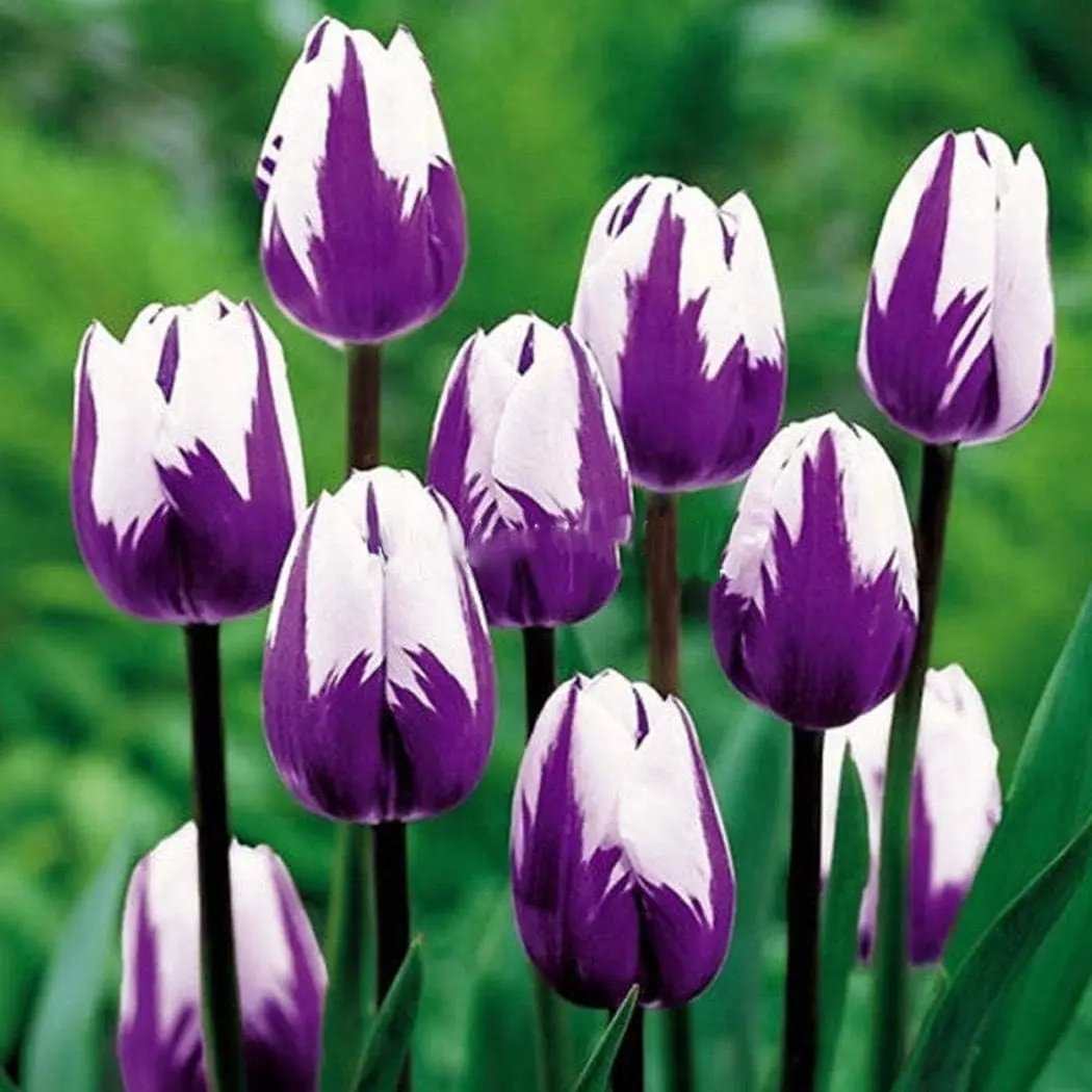 White Purple Flower Seeds for Planting – Heirloom, Non-GMO, Vibrant Garden Blooms for planting in home garden