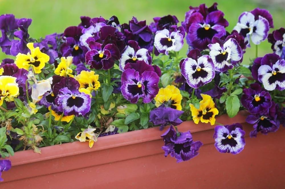 Mix Pansy Viola Winter Flowering Seeds for Garden and Container Planting