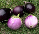 Ornamental Eggplant for pots and decorative planting