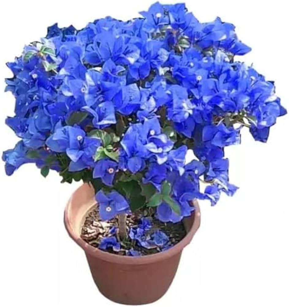 Blue Bougainvillea Bougainvillea spp. Seeds for Planting - Great for Flower Bed & Vertical Garden