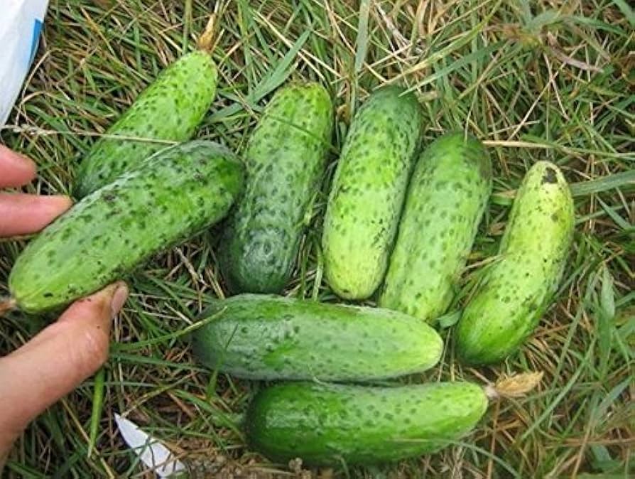 Cucumber Palchik Cucumis sativus vegetable seeds for planting in kitchen garden or vertical garden