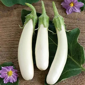 Eggplant Solanum Melongena White Vegetable Seeds for Planting – Heirloom Variety for Smooth Fruit and Fresh Cooking
