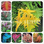 Fern Dark Pink Plant Seeds for Planting heirloom & Non-GMO Seeds Dhara Seeds