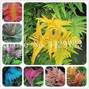 Fern Dark Pink Plant Seeds for Planting heirloom & Non-GMO Seeds Dhara Seeds