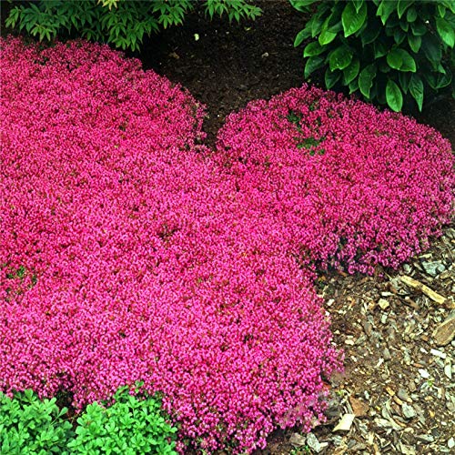 Creeping Thyme and Blue Rock Cress groundcover flowers