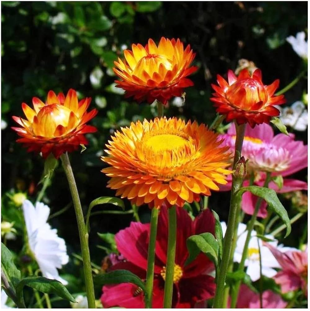 Heirloom Non-GMO Mix Strawflower Seeds for Dried Floral Arrangements and Garden Planting