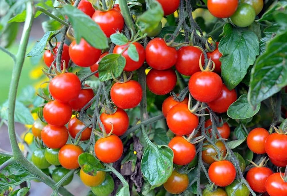Beefsteak Tomato Solanum Seeds