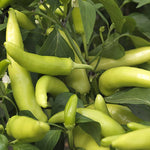 Sweet Tizenegyes Hungarian Pepper Capsicum annuum for planting in vegetable patch
