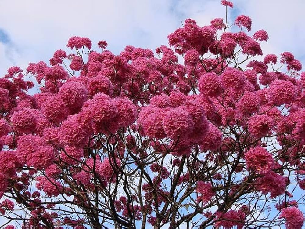 Armeniaca Mume Plum Seeds – Seeds for Growing Rare Pink Chimonanthus Praecox Flowers in Your Garden