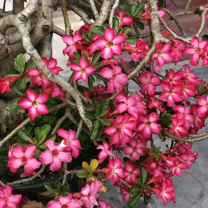 Adenium Desert Rose Mixed Colors Succulent Flower Seeds