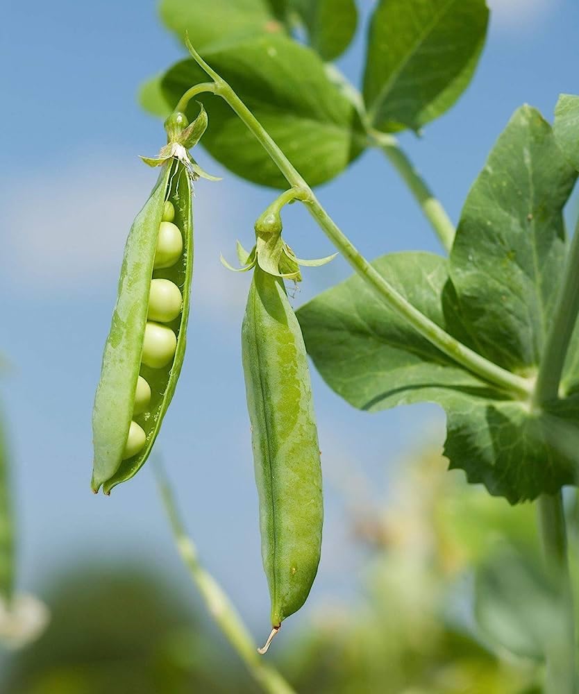 Early Frosty Garden Pea for planting in vegetable patch