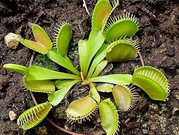 Heirloom Non-GMO Venus Fly Trap Flower Seeds for Carnivorous Indoor and Terrarium Planting