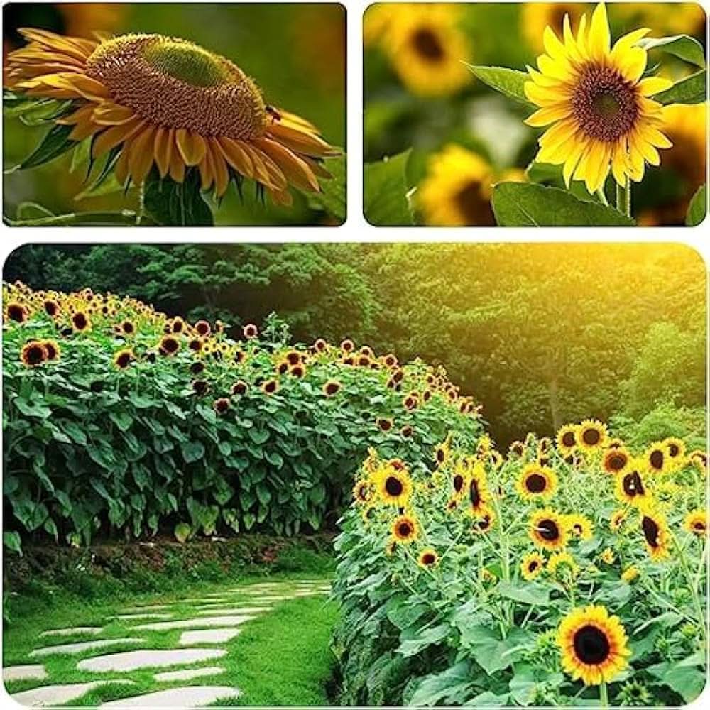Maximillian Sunflower Flowering Seeds For Planting