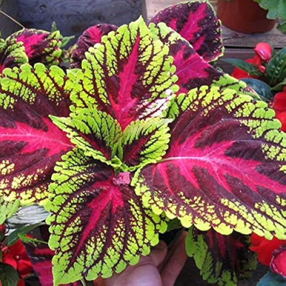 Coleus Kong Green Seeds for Planting for Pots and Urban Gardens