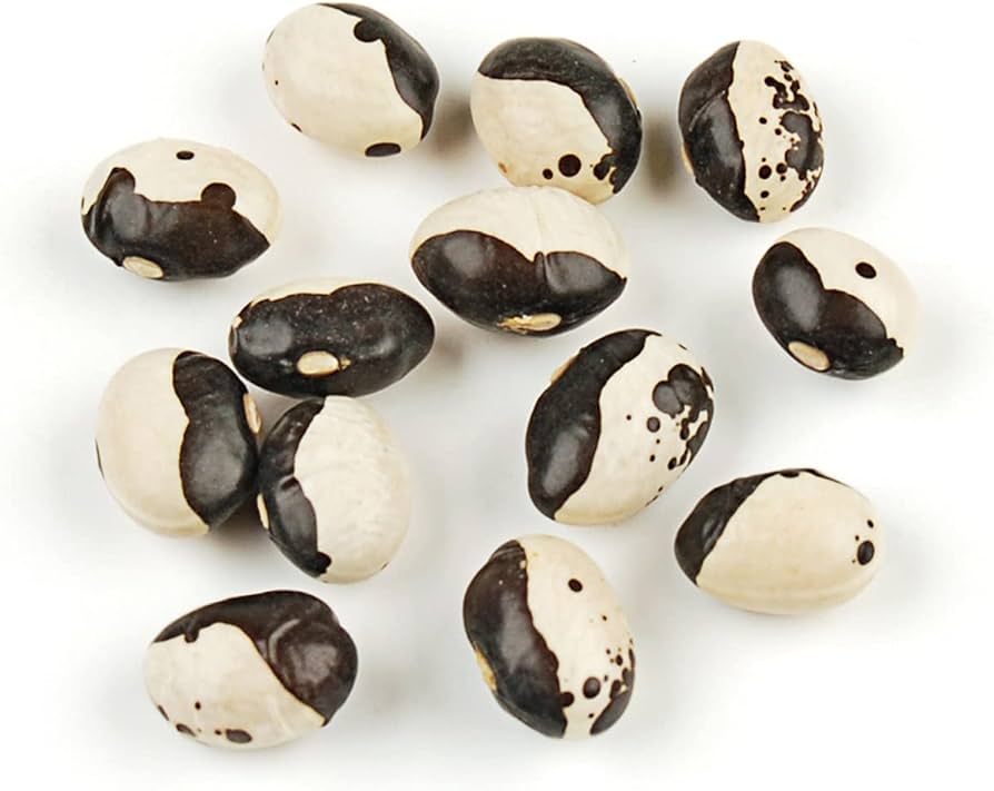 Bean Phaseolus Vulgaris Calypso Bush Vegetable Seeds for Planting – Great for Compact Garden Beds and Culinary Use