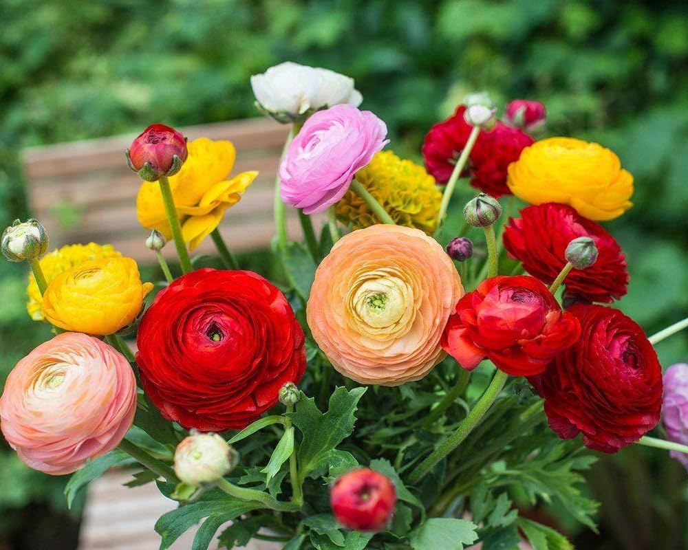 Ranunculus Flower Seeds – Lush Double Blooms in a Rainbow of Shades