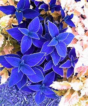 Blue Coleus Plant Seeds for Planting - Heirloom and Non-GMO Garden Seeds