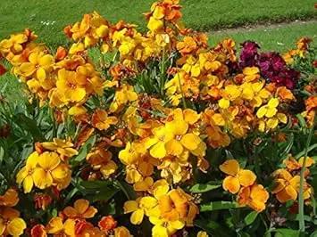 Mixed Cheiranthus Seeds for Planting - NON GMO Seeds Dhara Seeds