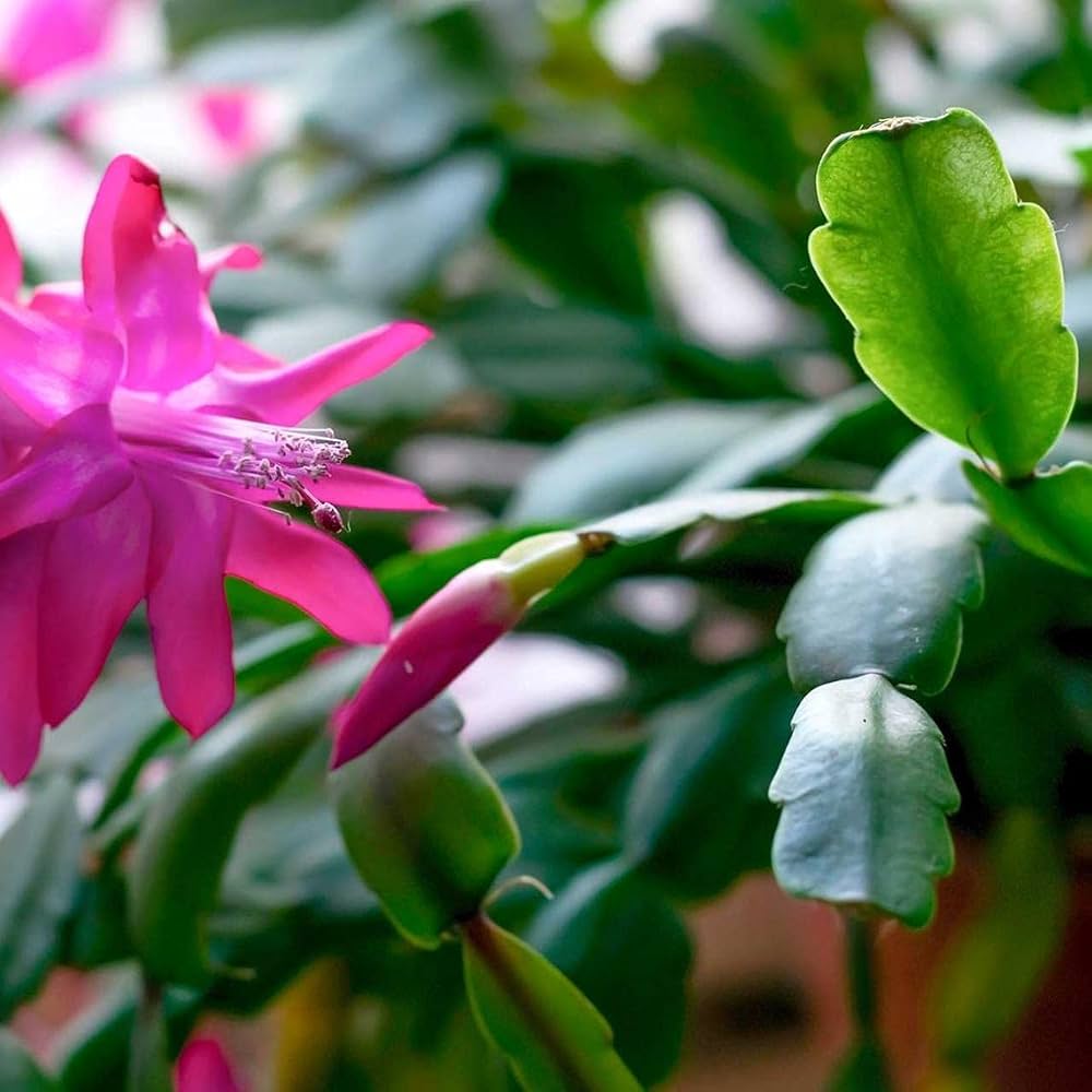 Schlumbergera Christmas Cactus Seeds for Planting Indoor Potted Plants