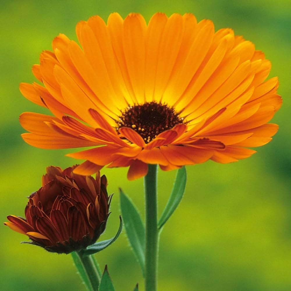 Indian Prince Calendula Seeds – Rich Hues for Pollinator Beds – Dharaseeds