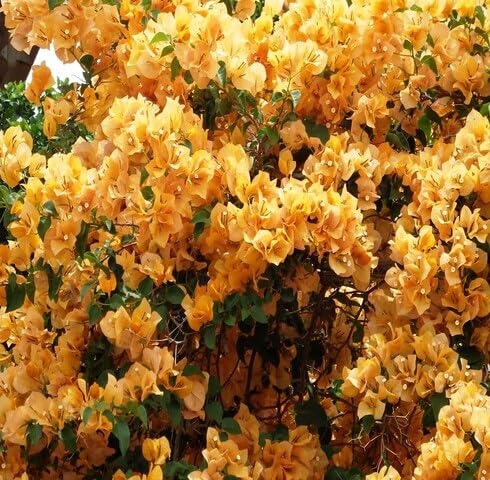Yellow Bougainvillea Flower - Heirloom, Non - Gmo Seeds
